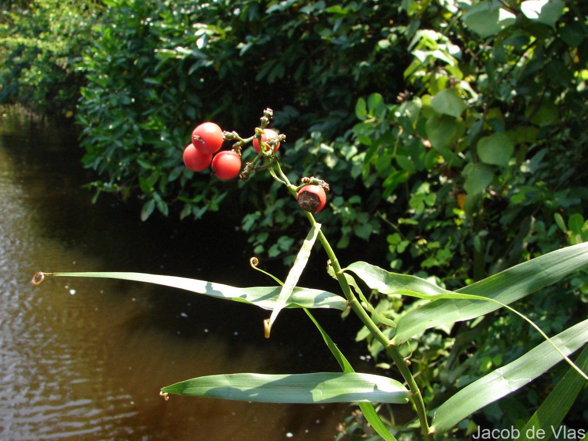 Flagellaria indica L.